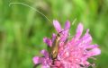 Nemophora metallica